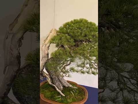 97th Kokufu Bonsai Exhibition. #bonsaiexhibition  #bonsai #bonsaijapan