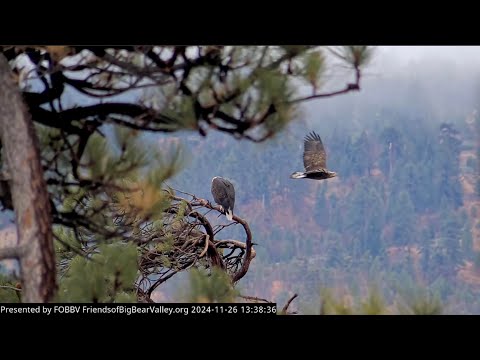 Nov 26, 2024: Juvenile eagle sticking around in BBV 🦅