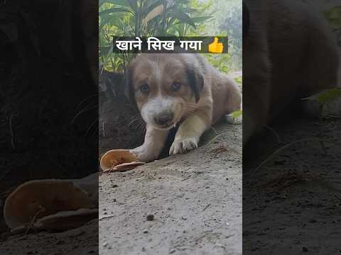 खाने सिख गया 😀 | #trending #viralvideo #youtubeshorts #doglover