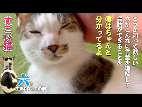 【すごい猫】愛猫の六は只おしゃべり猫ではない。こんなに言葉を理解して会話ができる猫だと言うことを知って欲しい | [生まれ変わりの猫] 六 (Roku)