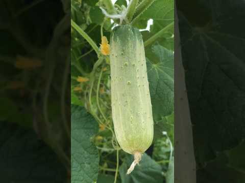 Organic cucumber farm 😍#nature #organic #food #eating #asmr #art #tiktok #shorts #farming #farm