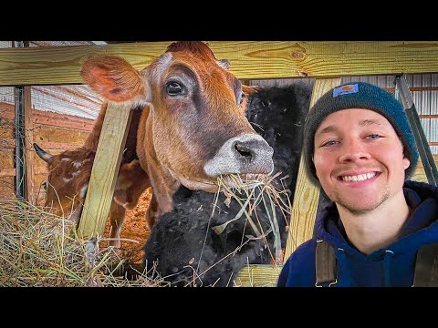 We Fed 3 Cows On 6 Acres - Homestead