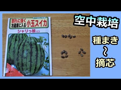 【スイカの空中栽培 2023】種まき～摘芯 無農薬 半自給自足