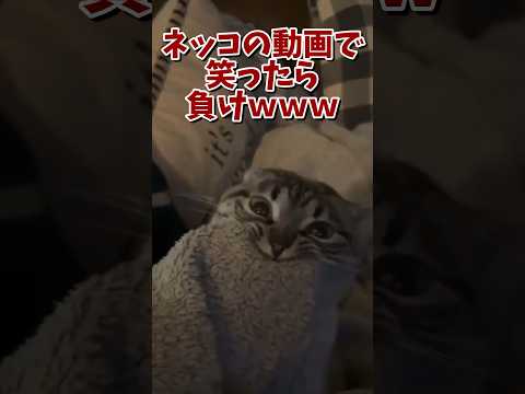 ネッコの動画で笑ったら寝ろｗｗｗ　#2ch #2ch動物スレ #2ch面白いスレ #動物 #犬 #猫 #癒やし #ねこ #2chほのぼの #ネコ