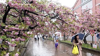 大阪の春を彩る「桜の通り抜け」