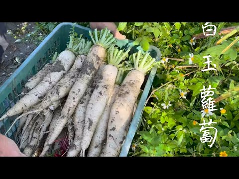 種白玉蘿蔔～品種不同～種植時間不同～