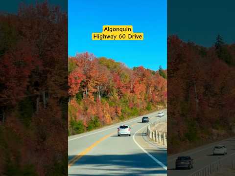 The most beautiful highway in Canada🍁#ytshorts #shortsfeed #canadiantamilvlogs #autumncolors #fall