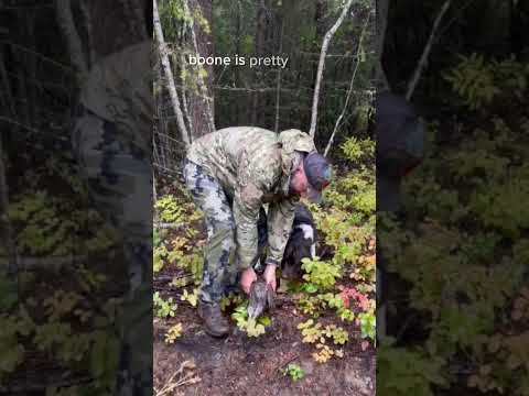 #Short Grouse Hunting Video: down and dirty way of getting the majority of meat out of a grouse.