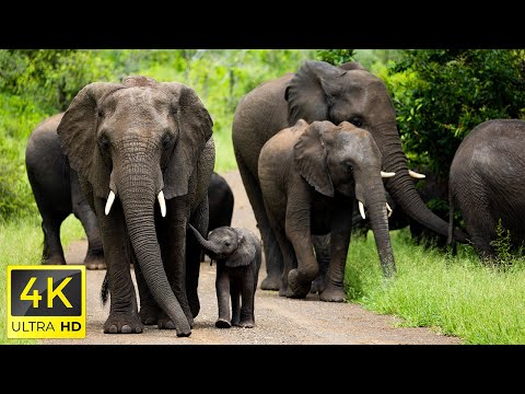 4K African Wildlife: Amazing Wildlife of Botswana - Scenic Wildlife Film With African Music