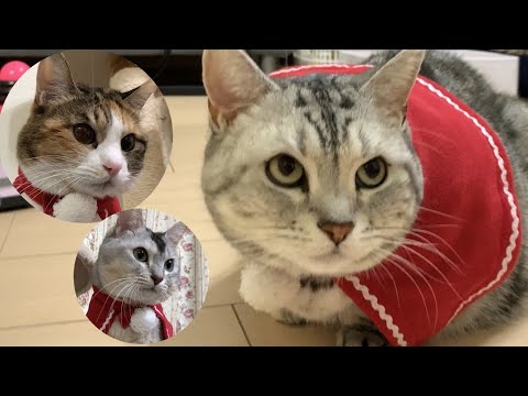 猫たちのクリスマスイブ✨🎄【関西弁をしゃべる猫】おしゃべりペット