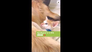 【お宝はもふもふジャングルの中♪】ワンコの体を大冒険する子猫ちゃんヾ(・ω・)/