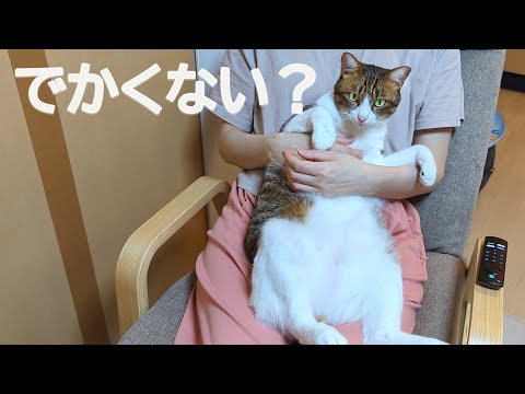 猫と夏の終わりを過ごしたら幸せな気持ちになりました