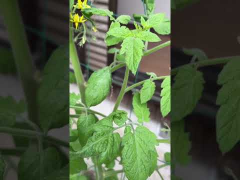 ミニトマト【家庭菜園だより】tomato