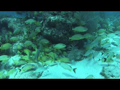 Scuba Diving Pleasure Reef