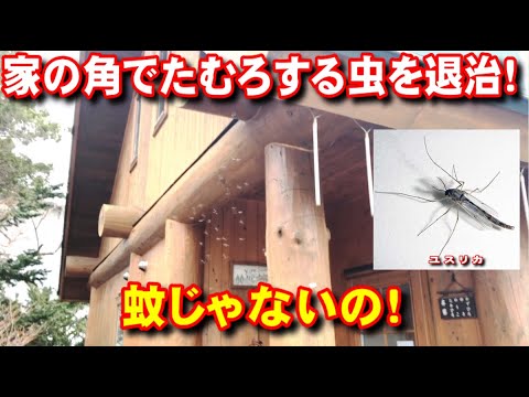 【生き物】やぶ蚊を成敗！蚊じゃないの！！