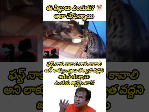 ఈ పిల్లులు🙀ఎందుకు అలా చేస్తున్నాయి #shorts #cats