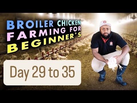 Day 29-35: Marketing Your Broiler Chickens | How to Access the Best Markets & Boost Sales