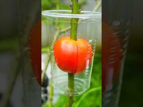 Best Natural Hormone For Guava Tree By Air Layering With Tomato