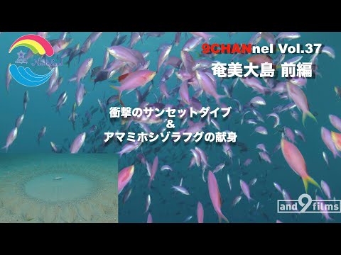 9CHANnel #037 アマミホシゾラフグの献身&激アツ サンセットダイブ 奄美大島/ Amami Oshima. Underwater Mystery Circle.【スキューバダイビング番組】