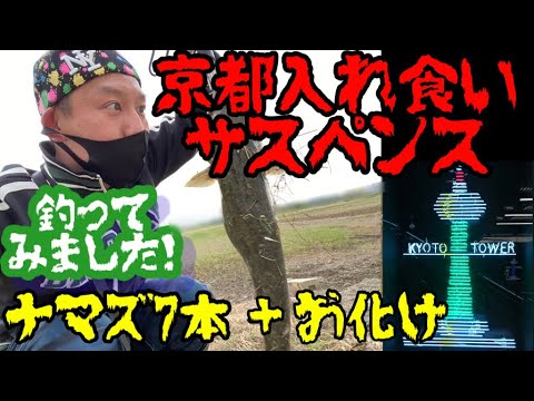 【釣れる‼️】"京都入れ食いサスペンス"🎣1日7本👑ʕʘ‿ʘʔ釣れました！！！ナマズ釣り！京都釣り❣️これを見ればたくさん釣れる攻略法、わかります！！