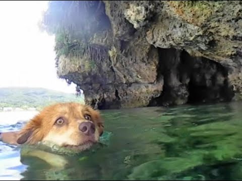 先日トリムしたワンコ、海で泳ぐ。毛がない分、毛があった時より水切りの必要がなくなった。