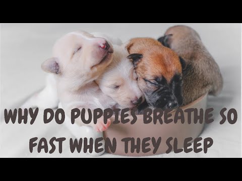 Why Do Puppies Breathe So Fast When They Sleep