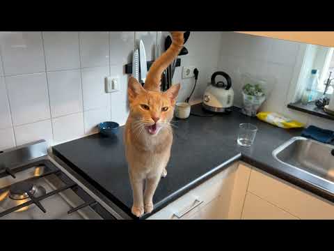 Sweetest boi begs for pets and his lunch