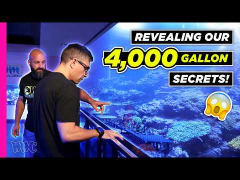 The Realities of Owning a 4000-Gallon Aquarium: What You Need to Know