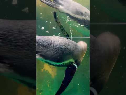 Penguin swimming show. #shorts #subscribe #share #viral #thailand #bear #penquin