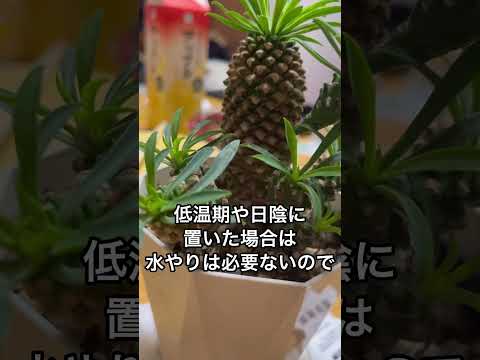 これめっちゃかわいいし水やりいらないって本当？#ガーデニング #園芸 #観葉植物