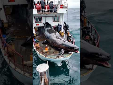 HUGE sea creature caught by fishermen🐟🌊🦭