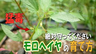 【猛毒注意】モロヘイヤ栽培の絶対に守るべきたった1つのポイント