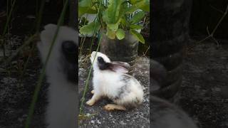 #rabbiteatingcarrot #femaleanimal #bunny #rabbitfood #femalepet #pets #houserabbit #cute #rabbitry