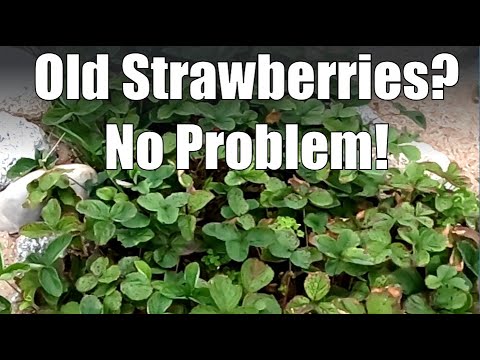 What to Do with Old Strawberry Plants