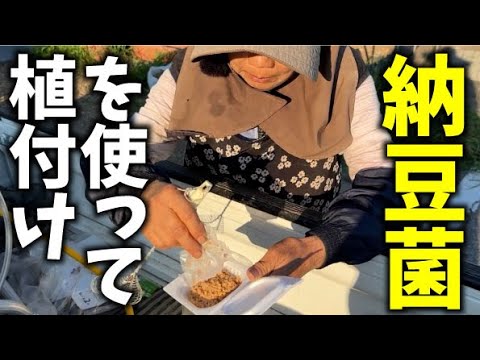 【ひろちゃん流納豆活用】納豆食べて良し・入れて良し【ストック】【定植】