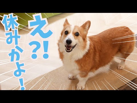 平日なのに父が家にいる事に気づいたコーギー犬の態度がかわいい