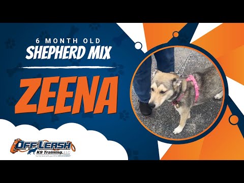 Shepherd Mix ,6 Months Old, Zeena | Best Dog Trainers Northern VA,  | Off Leash K9