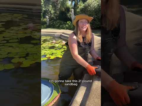 Water Lily Weigh-Off