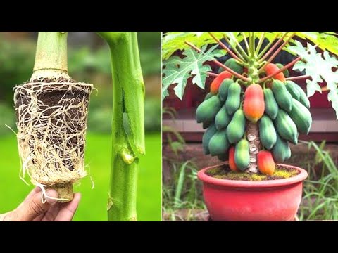 How To Propagate Papaya Tree By Air Layering