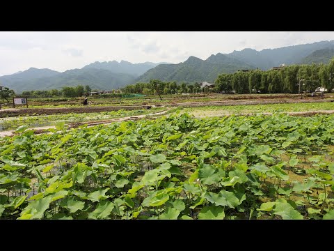 长安清水头村：秦岭山脚下千亩荷塘荷叶青青，期待花开