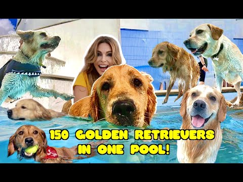 150 GOLDEN RETRIEVER DOGS IN ONE SWIMMING POOL!