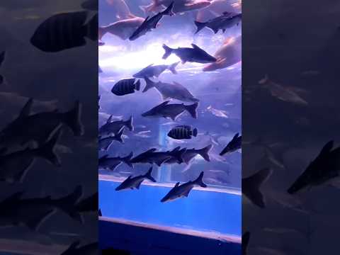 Under Water Aqua Tunnel #fish #aquarium #underwater #shorts #trending #youtubeshorts