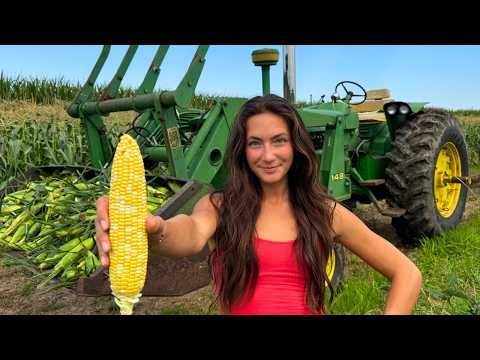 Growing Sweet Corn With Cheap Old Tractor