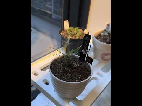 【朝のルーティン】植物を窓際に移動します（窓を開けるため虫除けネット購入） #センナ・メリディオナリス #パキポディウム・グラキリス #セツローサ