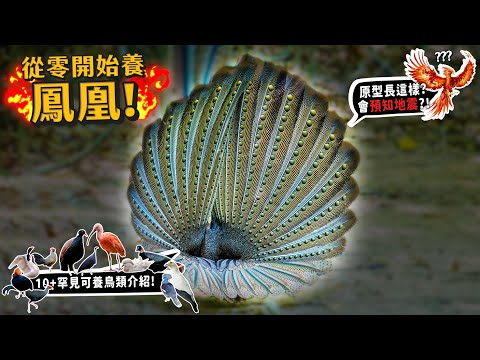 【從零開始養】鳳凰!十幾種珍奇可養禽類!可以預知地震?體型最大的鴿?藍冠鴿被貴婦當做頭飾?腳上有倒刺的雞?黃尾赤腰雉?【許伯簡芝】