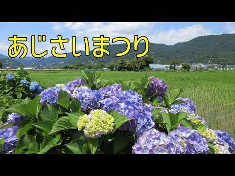 開成町のあじさいが見頃！2024年のあじさいまつりで農道を彩る花々