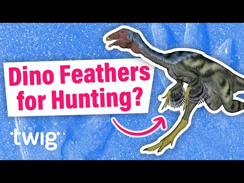 Why Did Some Dinosaurs Have Feathers? | Twig Science Reporter