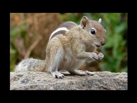 Baby Squirrel Chirping. Indian Baby Squirrel.