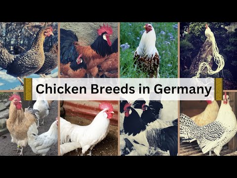 Beautiful Hens and Roosters of the Rare Breeds of Chickens from Germany 🐓🇩🇪 #happyhuhn