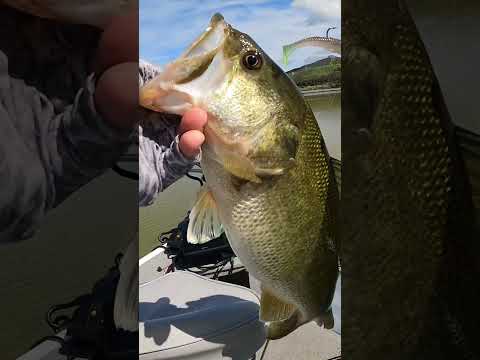 Chunks on the Z-Man finesse chatterbait(willowvibe) #bassfishing #prespawn #fishing #shorts